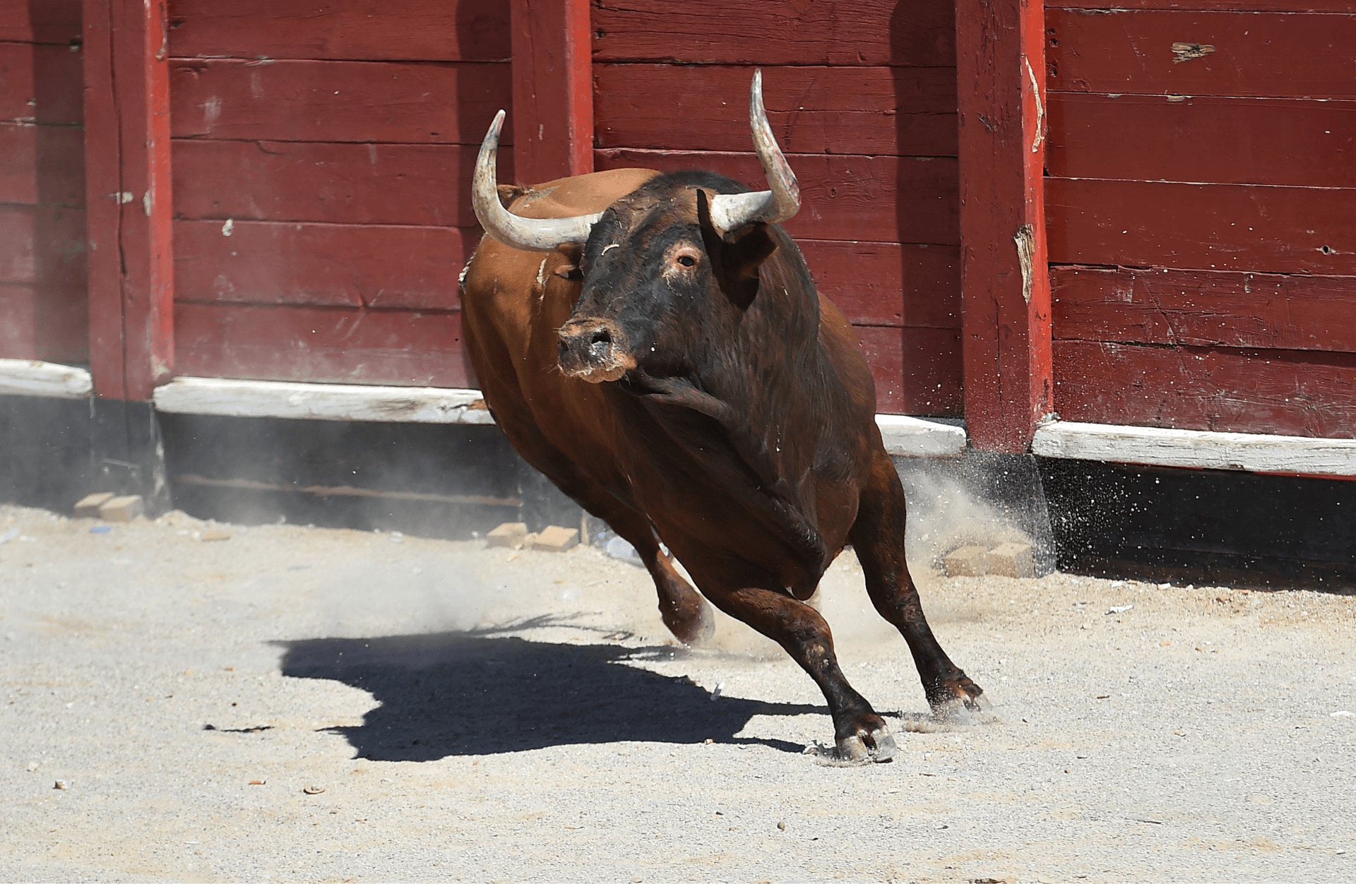 Spanish festival bull run